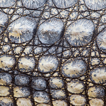 Fotomural Crocodile skin - reptile look with 3D effect - AP Digital 1