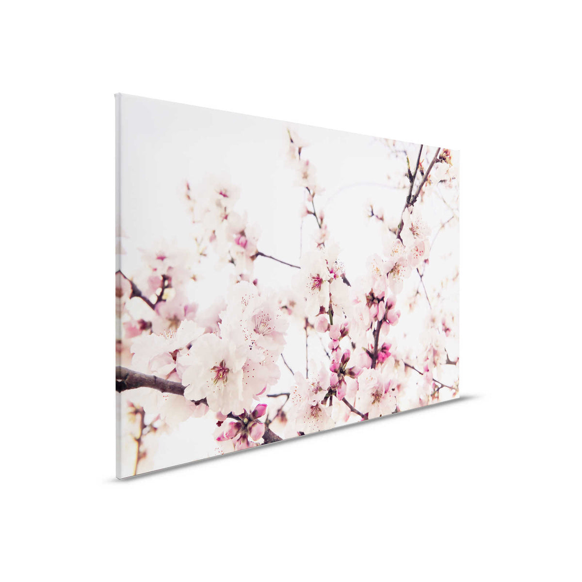 Lienzo Naturaleza con cerezos en flor