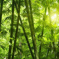 Fotomural Bamboo and Leaves Wallpaper - Premium Smooth Non-woven - XXL 2