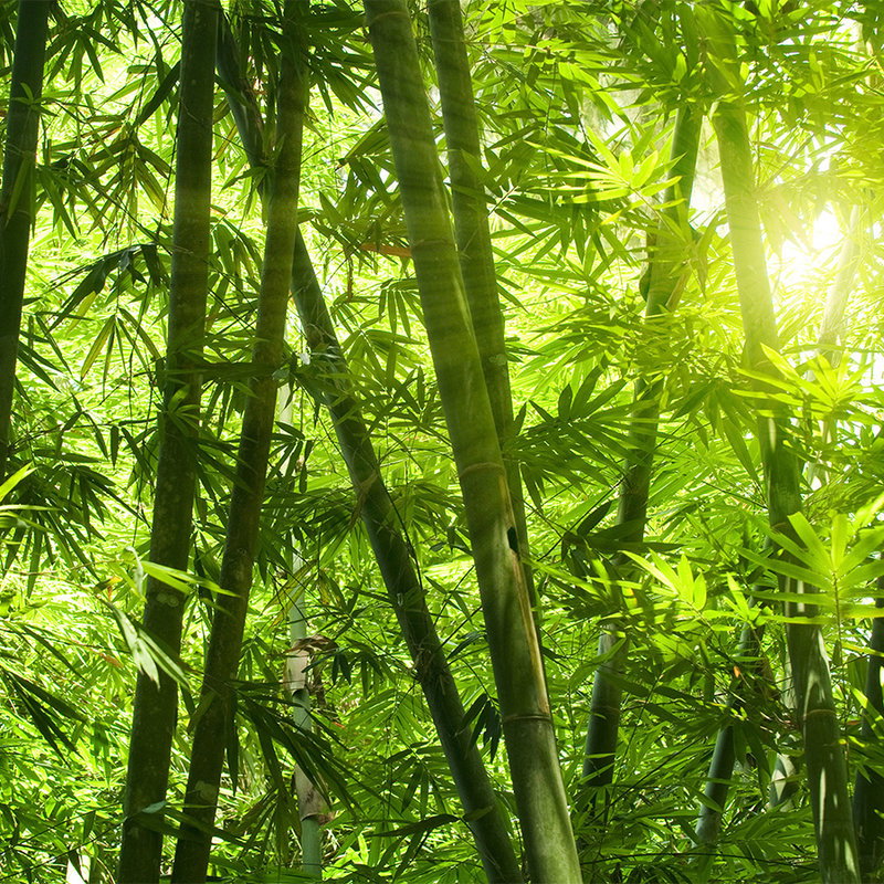Fotomural Bamboo and Leaves Wallpaper - Premium Smooth Non-woven - XXL 2