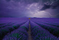 Fotomural Photo wallpaper lavender field - purple, green, brown - DD Motive 2