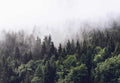 Fotomural Forest mural fir trees in the mist - green, white - DD Motive 2