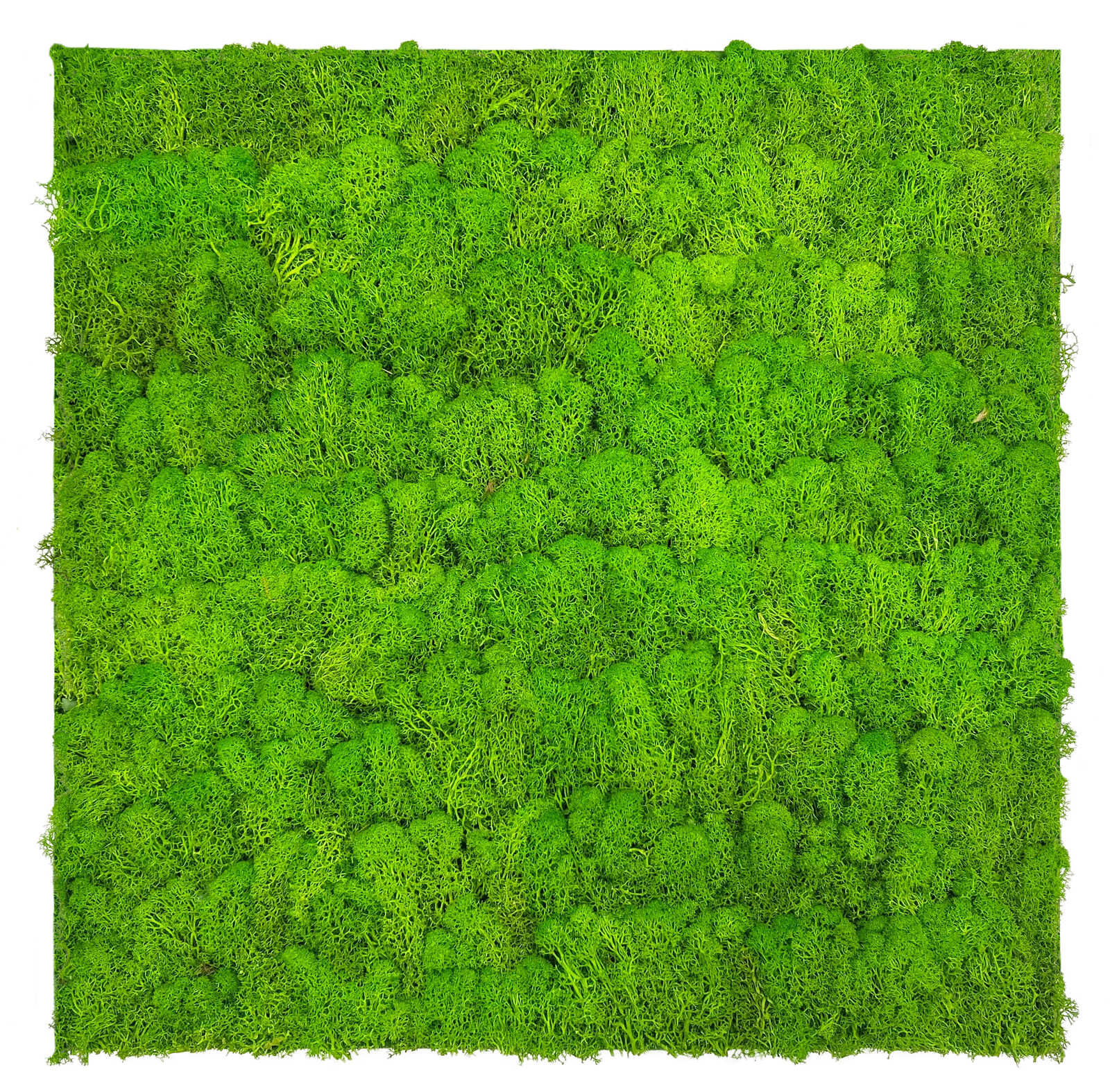 Panel Flora de Diseno Exotic Mixed Flora - Modular Wall - Foto 14